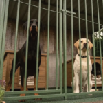 Stalen hondenkennel